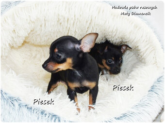 Mini Piesek Pinczer miniaturowy, tzw. Ratlerek Sarenka do RE - 8