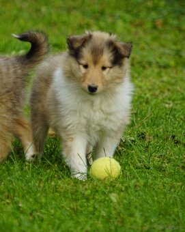 OWCZAREK SZKOCKI DŁUGOWŁOSY SUCZKA - 8