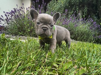 Buldog francuski - 8