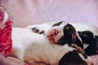 English Pointer - 8