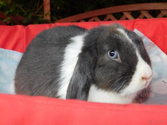 Cudowne baranki mini lop - 8