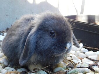 Cudne baranki mini lop - 8