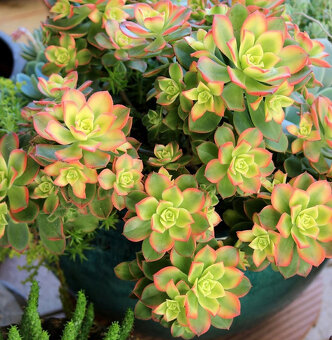 Aeonium – piękny sukulent na taras, do oranżerii mieszkania - 8