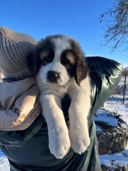 Owczarki Środkowoazjatyckie - 8