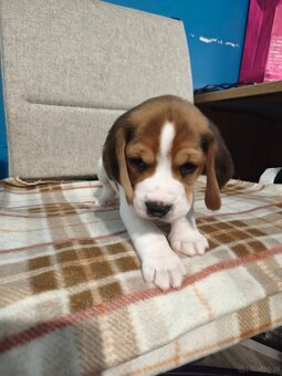 Beagle Suczka Tricolor - 8