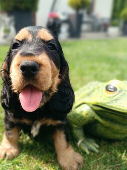 Cocker Spaniel Angielski - 8