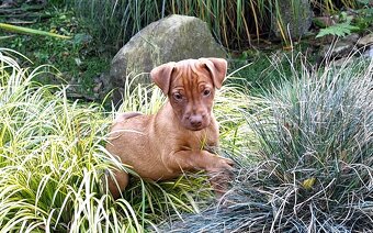 Szczeniaki Patterdale Terrier Terier ZKwP FCI - 8