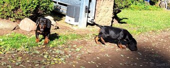 Gończy Słowacki KOPOV ZKwP FCI - 8