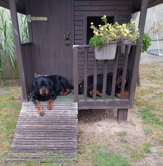 Rottweiler - 8