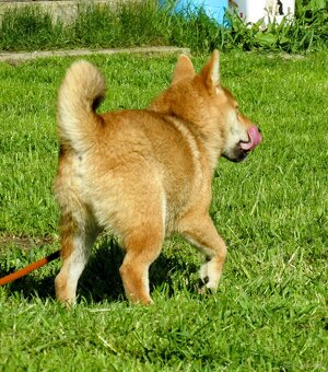 Shiba Inu czerwona, mała suczka o wielkim serduszku - 8