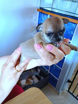 Chihuahua szczenięta - 8