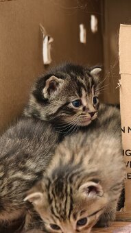 Kociaki na sprzedaż po 23 lutego. W typie norweski leśny - 8