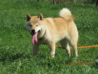 Shiba Inu, czerwony piesek mocno czernią przyprószony - 8
