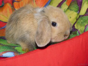 Baranki mini lop - 8