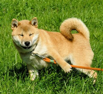 Shiba Inu, czerwony, pięciomiesięczny piesek - 8