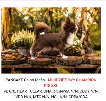 Chihuahua krótkowłosy FCI - 8