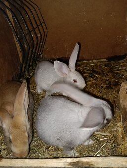 Króliki mieszańce i barany francuskie - 8