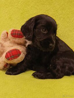 Cocker spaniel angielski - 8
