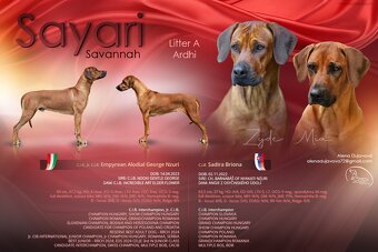 Rhodesian ridgeback - 8