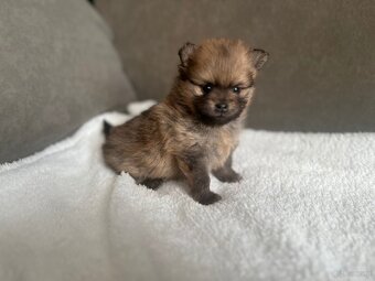 Szpic Miniaturowy, Pomeranian - 8
