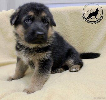 Owczarek niemiecki krótkowłosy szczeniaki o: Mistrz Świata - 8