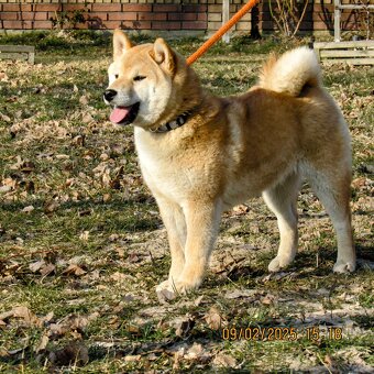 Shiba Inu, dwoje ośmiomiesięcznych szczeniąt - 8