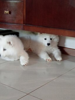 Samoyed - szczenięta - 8