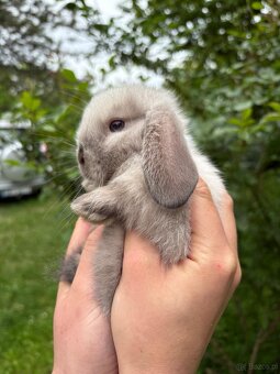 Królik miniaturowy mini lop seal point - 8