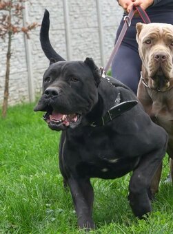 Bandog šteniatka - 8