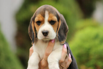 Beagle szczeniaczki ZKwP FCI po Championie - 8