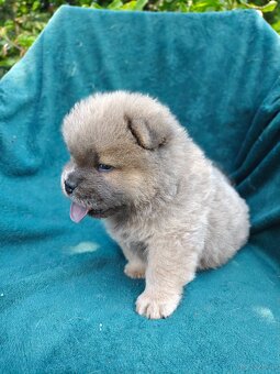 Wzorcowe Chow Chow Czał Czał rodzice FCI - 8