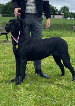 Szczenięta Cane Corso z FCI - 8