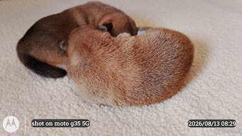 Dwoje szczeniąt Shiba Inu ur.07.08.2026r. - 8