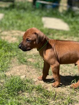 Rhodesian Ridgeback s pp - 8