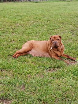 Sharpei, šarpej stěně s PP - 8