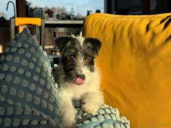 Parson Russell terrier piesek rodowodowy FCI - 8