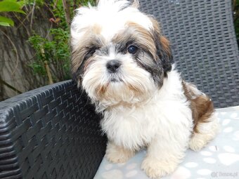 Sunia shih tzu Bibi - 8