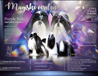 Shih Tzu PP ( shihtzu, sicu) - 8