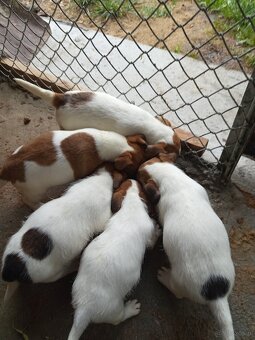 Jack Russell terrier - 8