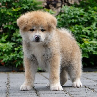 Akita Inu Akita japońska ZKWP FCI po Championie - 8