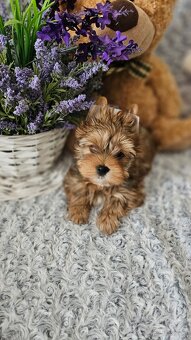Yorkshire Terrier Ocean Pearl piesek PASZPORT - 8