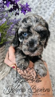 Pudel Toy/Miniaturowy Blue Merle adania Genetyczne Paszport - 8