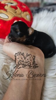 Yorkshire Terrier Czarno-złoty pessiei sunia PASZPORT - 8
