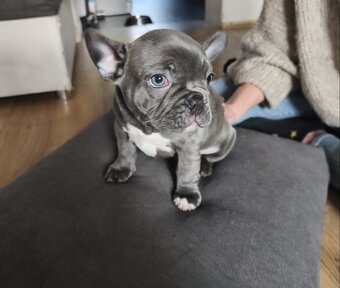 Buldogi francuskie - 8