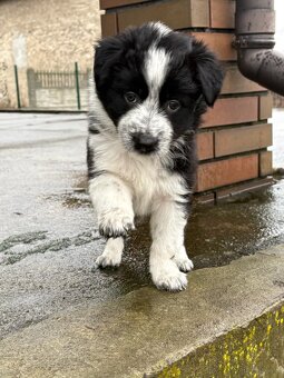 Szczeniaki border collie - 8