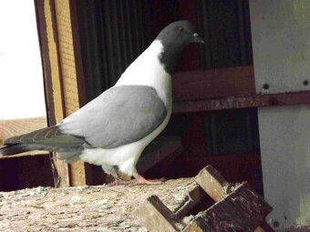 sprzedam gołębie - 8
