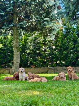 Goldendoodle mini Pudel & Golden retriever F1 Śliczna sunia - 8