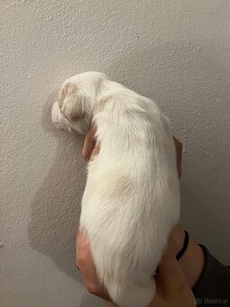 Duński szwedzki pies hodowlany - 8