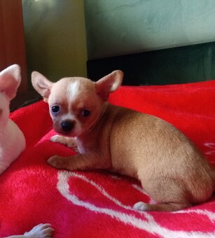 Chihuahua szczenięta - 8