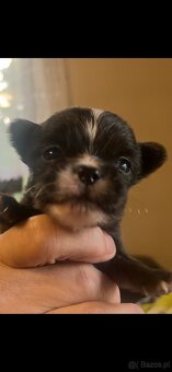 Chihuahua - 8